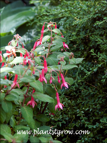 Growing in the shade next to a Boxwood.